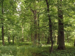 Kokia kaina parduoti turimą mišką?